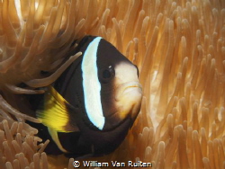 Anemonefish by William Van Ruiten 